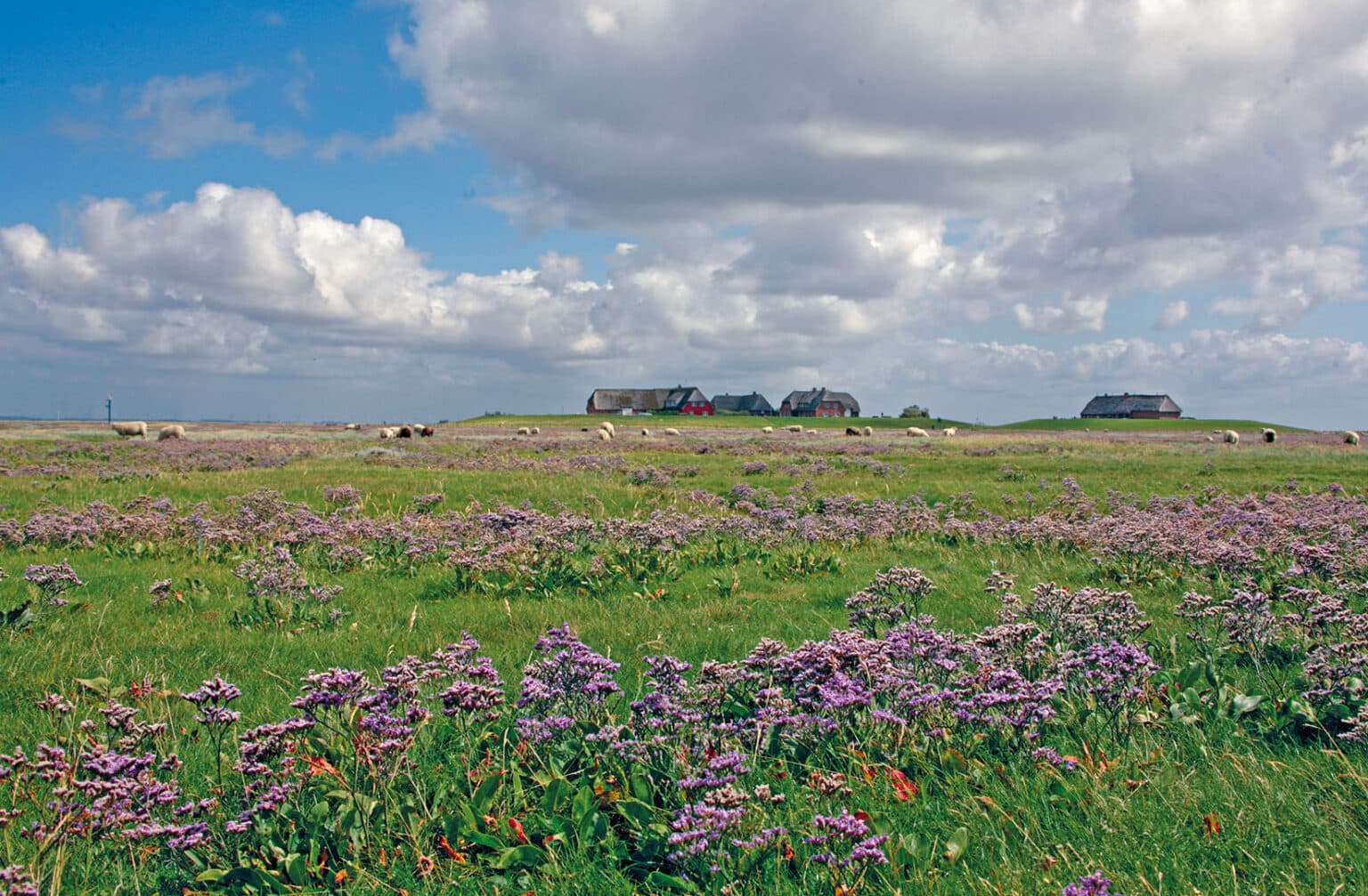 Warft auf einer Hallig im Wattenmeer